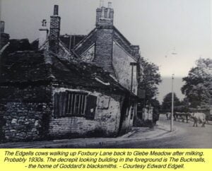 WESTBOURNE HISTORY PHOTO, EDGELL, COWS, BUCKNALLS, BLACKSMITH, GODDARD, FOXBURY